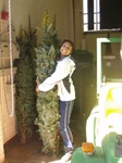 NC 2011 Christmas Tree Fundraiser