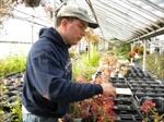 Greenhouse Cleanup