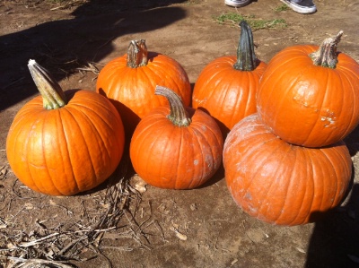 Apple and Pumpkin Picking