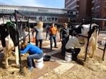 NC Milking Contest