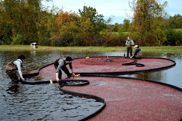 Cranberry Harvesting with Alumni