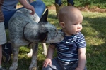 NC Chapter Brings Farm Animals to Local Preschool