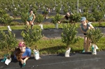 AZ Florida Chapter Helps a Blueberry Farmer
