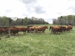North Carolina Chapter Tours Rogers Cattle Company!