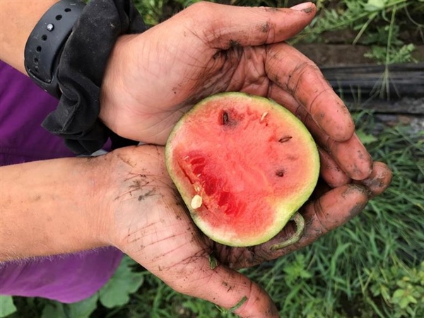 Cornell AZ Garden Harvest of 2018