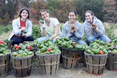 Farm Gleaning