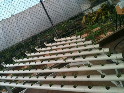 AZ Hydroponic System 2 (Puerto Rico chapter)